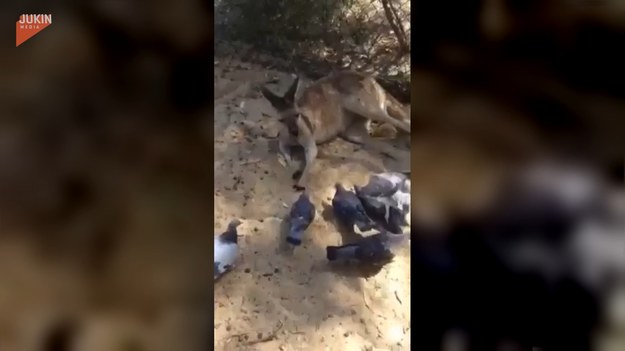 W internecie pojawiło się nagranie kangura i gołębi. Skrzydlate zwierzęta naruszyły przestrzeń ssaka, który dawał im sygnały ostrzegawcze. Koniec końców, złapał jednego z nich, lecz równie szybko pozwolił odlecieć. 