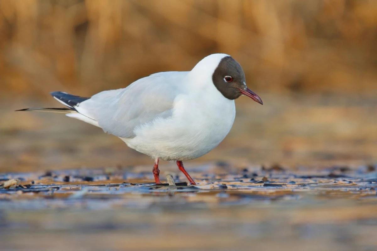 Służby weterynaryjne potwierdziły wystąpienie ogniska ptasiej grypy H5N1 u mew śmieszek w Krakowie-Podgórzu. W związku z tym wojewoda małopolski Łukasz Kmita zwołał doraźne posiedzenie Wojewódzkiego Zespołu Zarządzania Kryzysowego.

