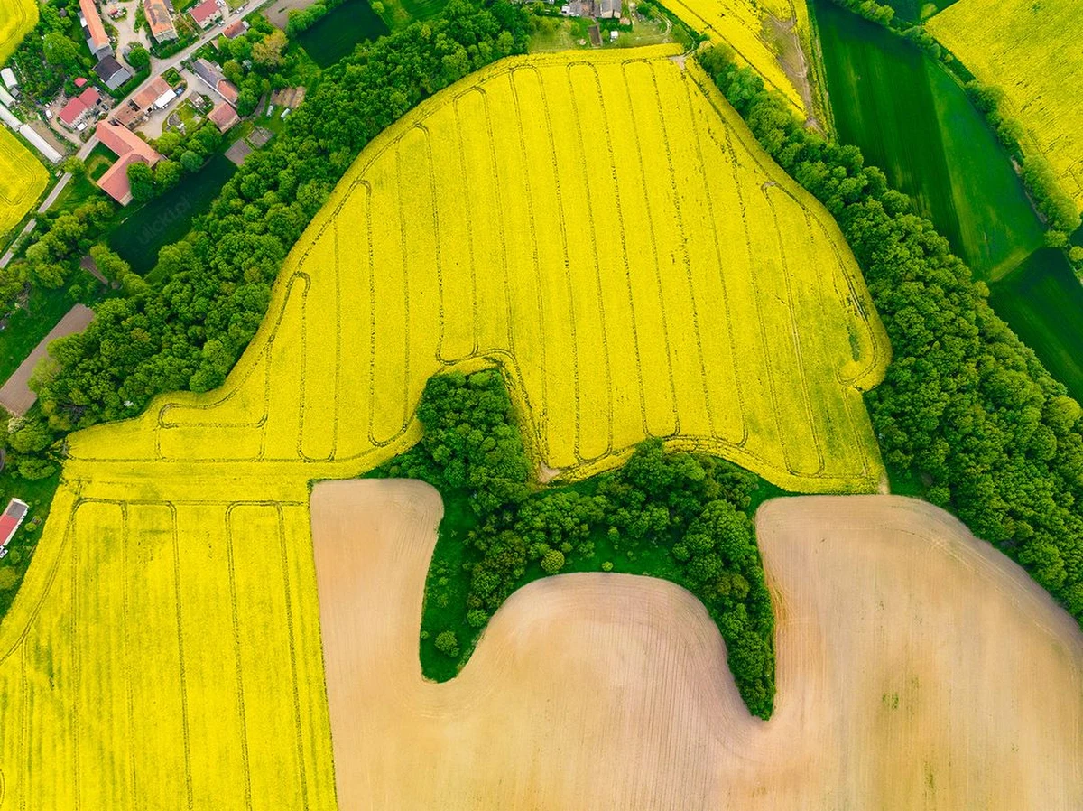 "Tak tej wiosny prezentuje się pudelek dolnośląski" - napisał na Instagramie fotograf Jan Ulicki. "Pudelkowy Lasek" znajduje się w miejscowości Barycz na Dolnym Śląsku. 