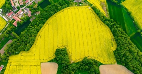 "Tak tej wiosny prezentuje się pudelek dolnośląski" - napisał na Instagramie fotograf Jan Ulicki. "Pudelkowy Lasek" znajduje się w miejscowości Barycz na Dolnym Śląsku. 