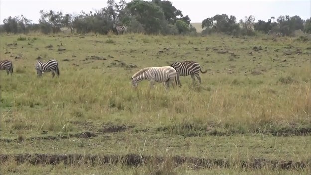 Przyroda afrykańskiego rezerwatu Masai Mara jest niezwykle bogata. Żyją tu setki tysięcy zwierząt różnych gatunków, a wśród nich tak rzadkie jak nosorożec czarny. Do jeszcze rzadszych należy... zebra biała. Co prawda nie jest to osobny gatunek, a jedynie osobliwa przypadłość, jaka może dotknąć wiele innych ssaków. Niemniej warto zatrzymać się na dłużej i popatrzeć na podobny ewenement.
Źródło: Hassanein / Compass / T&T