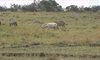 Zebra albinos. Zobacz