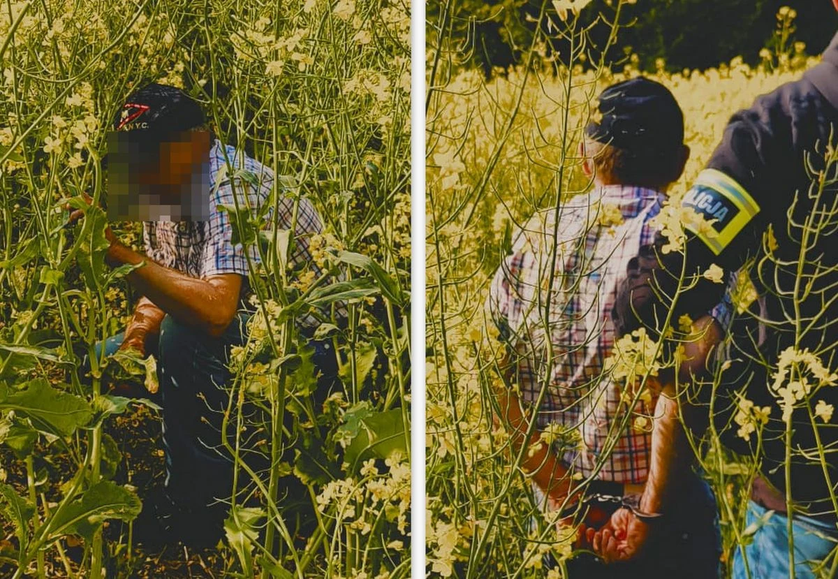 52-latek, skazany za stosowanie gróźb, karalnych ukrywał się w opuszczonym gospodarstwie rolnym na Lubelszczyźnie. Kiedy kryminalni przeszukiwali posesję, wyskoczył przez okno i ukrył się w polu rzepaku. Policjanci nie dali za wygraną i po przemierzeniu kilku hektarów zatrzymali mężczyznę.     

