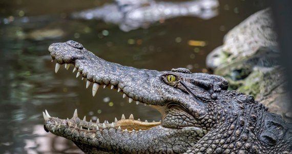 72-letni mieszkaniec Kambodży został pożarty przez 40 krokodyli. Mężczyzna wpadł do zagrody gadów na fermie w mieście Siem Reap w północno-zachodniej części kraju.