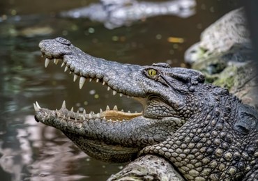 Mężczyzna wpadł do zagrody krokodyli. Został rozszarpany