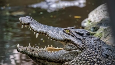 Mężczyzna wpadł do zagrody krokodyli. Został rozszarpany