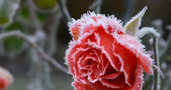 ​Instytut Meteorologii i Gospodarki Wodnej wydał w piątek ostrzeżenie pierwszego stopnia przed przymrozkami dla części woj. zachodniopomorskiego. Alert dotyczy pięciu powiatów.