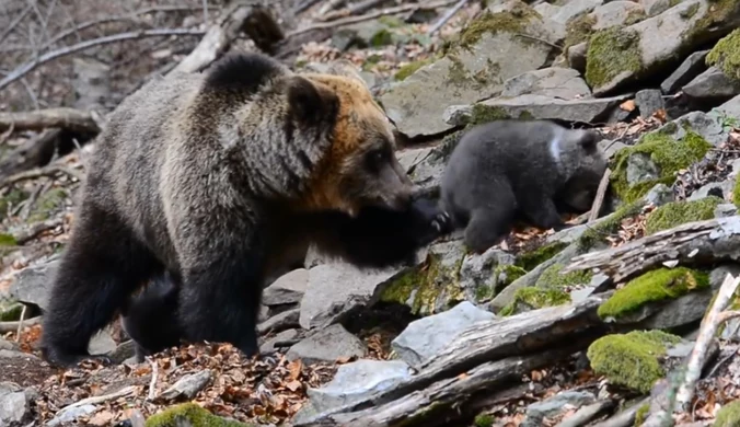 Dzień Matki wśród niedźwiedzi. Rozczulający film z Baligrodu