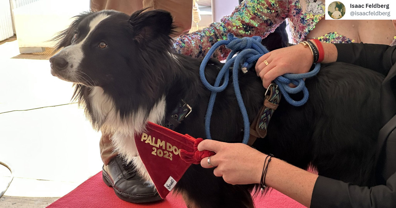 Palme d'Og - nagroda dla najlepszego psa występującego w filmach rywalizujących o Złotą Palmę, trafiła w piątek do psa rasy border collie o imieniu Messi, który "zagrał" w obrazie Justine Triet "Anatomy of a Fall".  