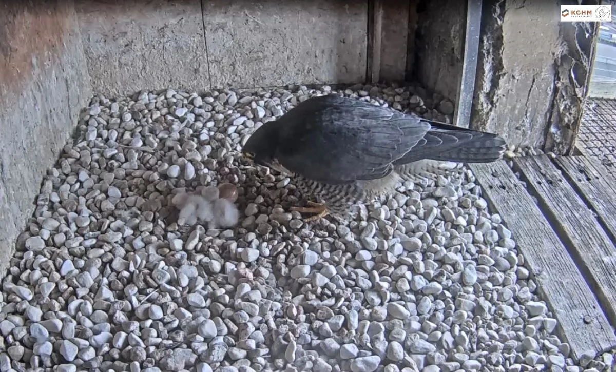 ​W Hucie Miedzi Głogów udało się w piątek zaobrączkować trzy młode sokoły, które wykluły się w kwietniu tego roku w gnieździe na jednym z kominów tego oddziału KGHM. Pracownicy huty opiekują się sokołami wędrownymi już od 2009 roku.