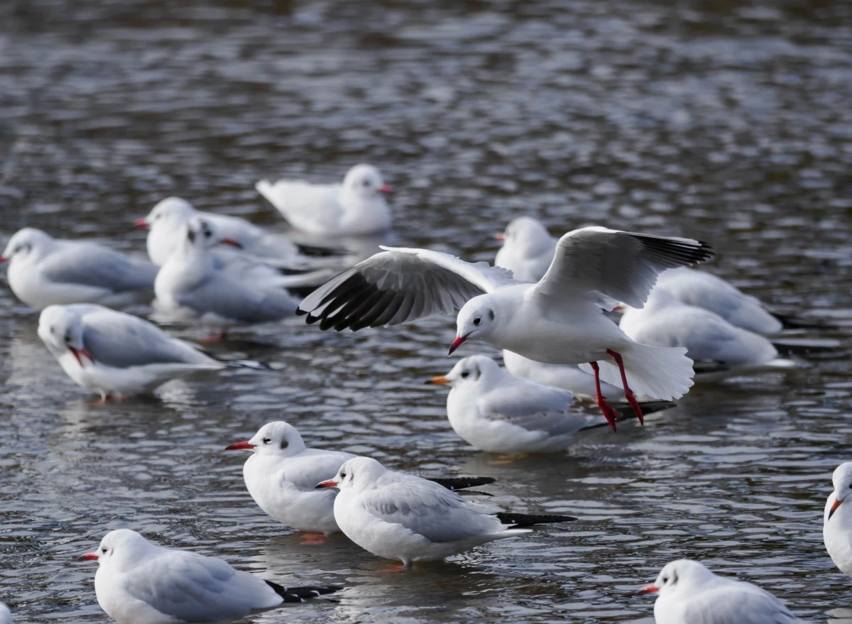 Po miesiącu zamknięcia można już bez obostrzeń wchodzić na teren rezerwatu Łężczok w powiecie raciborskim i Polderu Buków. Zakaz wstępu wprowadzono po tym, jak wśród znalezionych tam padłych mew stwierdzono wirusa ptasiej grypy H5N1.