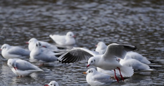 Po miesiącu zamknięcia można już bez obostrzeń wchodzić na teren rezerwatu Łężczok w powiecie raciborskim i Polderu Buków. Zakaz wstępu wprowadzono po tym, jak wśród znalezionych tam padłych mew stwierdzono wirusa ptasiej grypy H5N1.