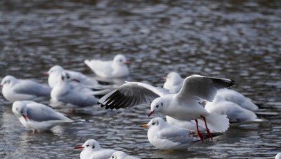 Rezerwat Łężczok i Polder Buków już otwarte dla turystów