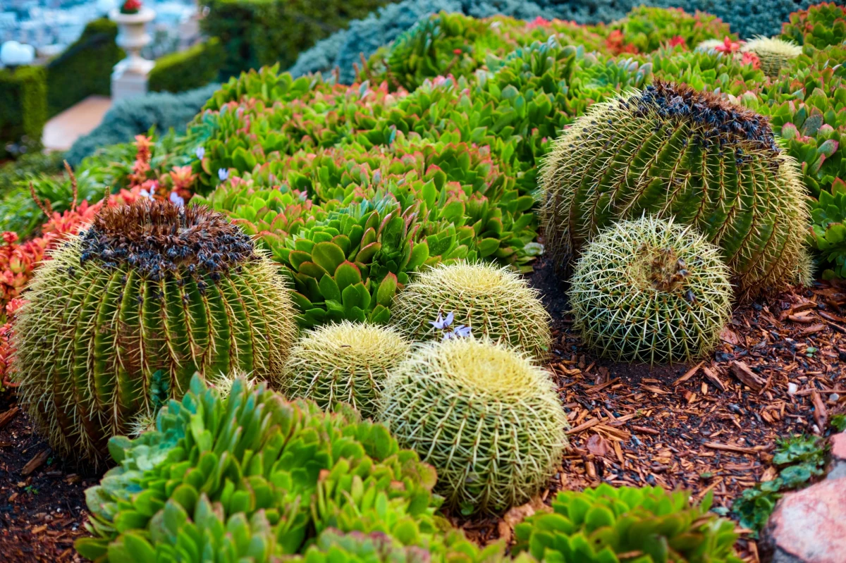 ​Kaktusy i inne sukulenty będzie można podziwiać w ten weekend w szklarniach Ogrodu Botanicznego UMCS w Lublinie. Okazja tym lepsza, że oprócz roślin z ogrodu zaprezentowane będą również prywatne kolekcje członków Polskiego Towarzystwa Miłośników Kaktusów.