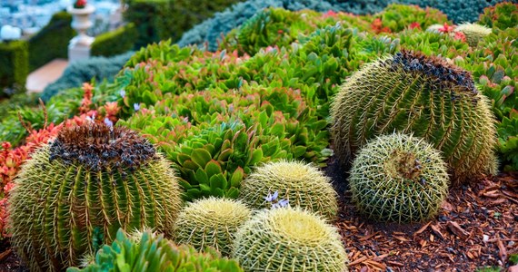 ​Kaktusy i inne sukulenty będzie można podziwiać w ten weekend w szklarniach Ogrodu Botanicznego UMCS w Lublinie. Okazja tym lepsza, że oprócz roślin z ogrodu zaprezentowane będą również prywatne kolekcje członków Polskiego Towarzystwa Miłośników Kaktusów.