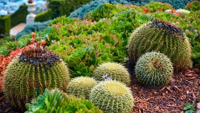 Wyjątkowe okazy kaktusów. Wystawa w Ogrodzie Botanicznym UMCS