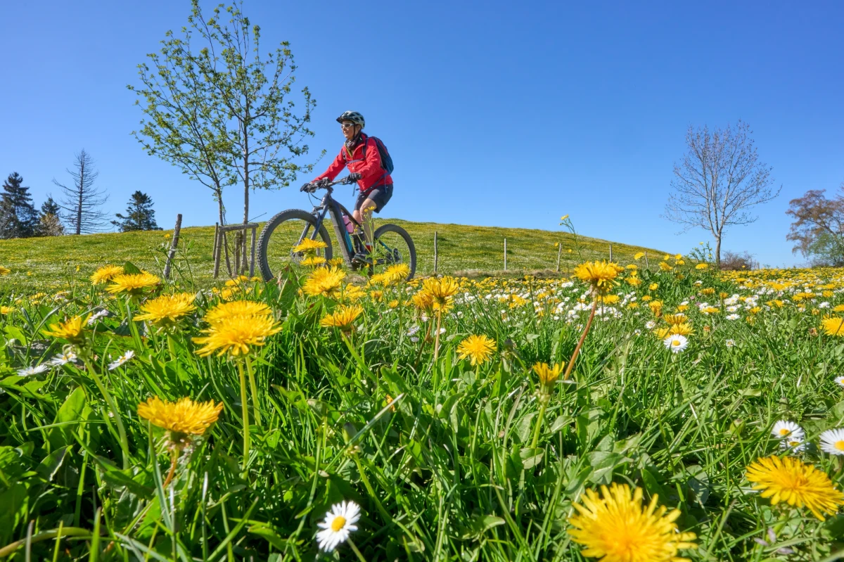 Rozpoczynający się weekend zachęcać będzie do długich spacerów i innych aktywności na świeżym powietrzu. Czeka nad przyjemna temperatura i dużo słońca. Jak informuje IMGW nad Europą dominuje rozległy wyż z centrami nad Atlantykiem, Morzem Północnym oraz Bałtykiem. Polska pozostaje w zasięgu wspomnianego wyżu, w chłodnym powietrzu polarnym morskim.