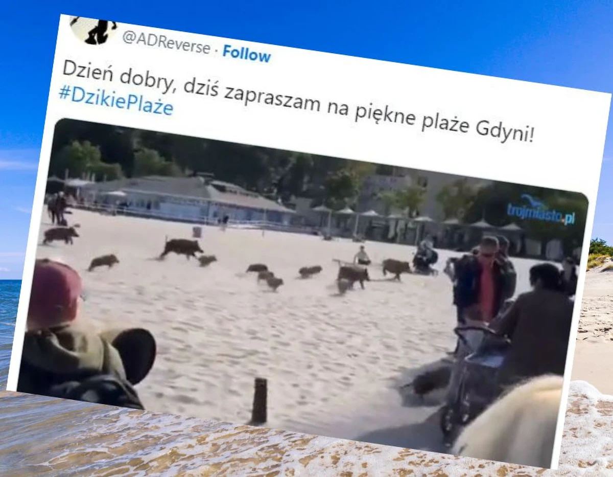 Zaskakujące spotkanie czekało na osoby cieszące się piątkowym popołudniem na gdyńskiej plaży. Między wypoczywających mieszkańców miasta i turystów wbiegło stado kilkunastu dzików. To spotkanie mogło skończyć się naprawdę nieciekawie.