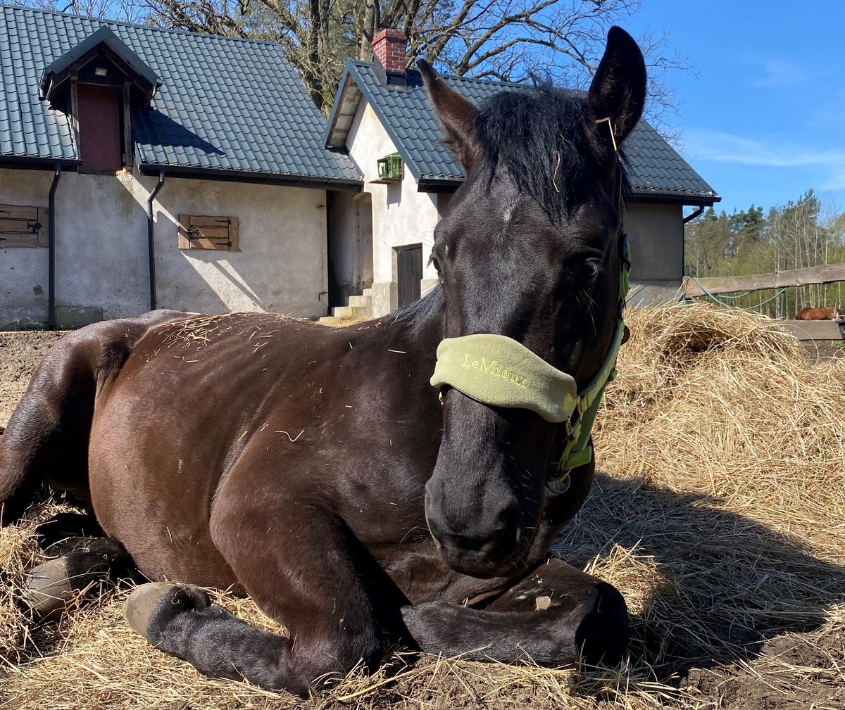 Za znęcanie się nad koniem odpowie przed sądem 47-letni mieszkaniec gminy Oświęcim. Mężczyzna używając bata okaleczył zwierzę. Trzymał je w ciasnym pomieszczeniu. Koń nie miał dostępu do paszy oraz wody – podała oświęcimska policja.