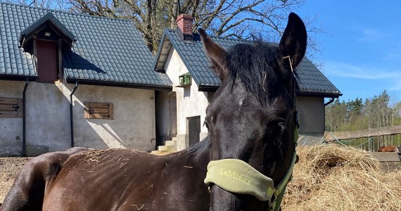 Za znęcanie się nad koniem odpowie przed sądem 47-letni mieszkaniec gminy Oświęcim. Mężczyzna używając bata okaleczył zwierzę. Trzymał je w ciasnym pomieszczeniu. Koń nie miał dostępu do paszy oraz wody – podała oświęcimska policja.