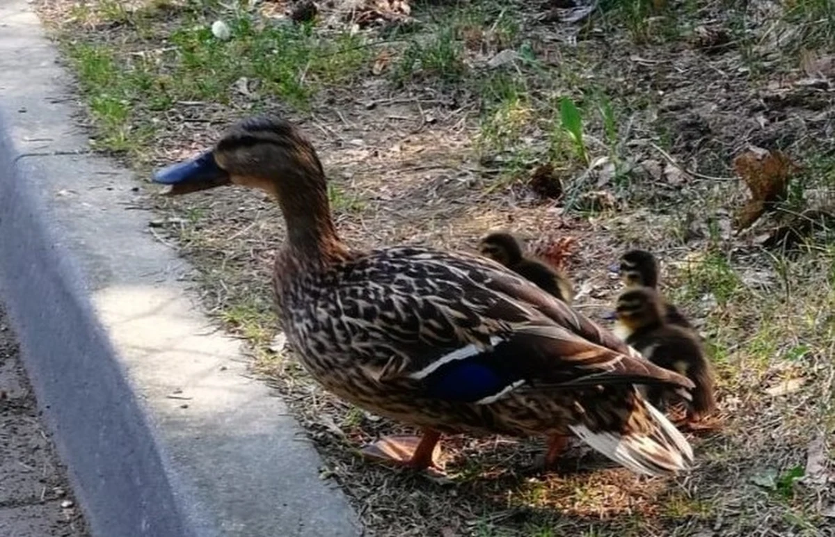 Pisklęta dzikiej kaczki wpadły do studzienki kanalizacyjnej przy ul. Zamkowej w Olecku. Udało się je uratować dzięki empatii policjantów. Kaczątka całe i zdrowe trafiły pod skrzydła swojej matki.