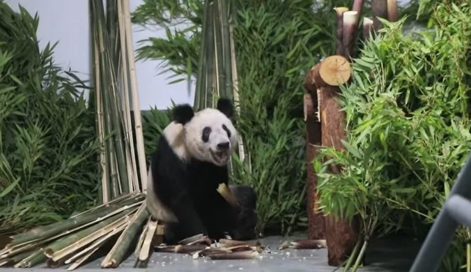 Chińczycy oszaleli na punkcie tej pandy. 230 milionów wyświetleń