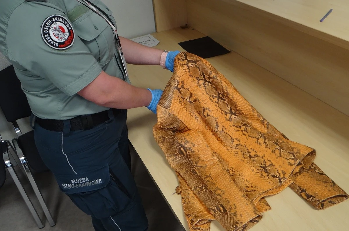 Kurtkę ze skóry pytona wykryli funkcjonariusze Służby Celno-Skarbowej z podkarpackiej KAS podczas kontroli na polsko-ukraińskim przejściu granicznym w Medyce – poinformowała rzeczniczka Izby Administracji Skarbowej w Rzeszowie Edyta Chabowska.