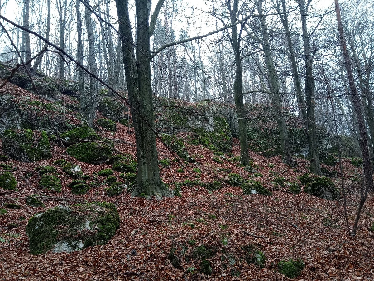 Rezerwat Sokole Góry, położony na Jurze Krakowsko-Częstochowskiej, został nieznacznie powiększony – poinformowała w poniedziałek Regionalna Dyrekcja Ochrony Środowiska w Katowicach. Wokół rezerwatu utworzono też otulinę – strefę ochronną.