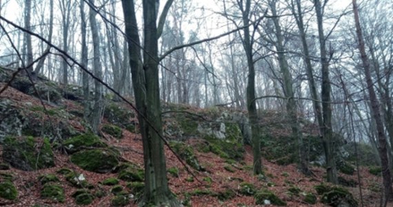 Rezerwat Sokole Góry, położony na Jurze Krakowsko-Częstochowskiej, został nieznacznie powiększony – poinformowała w poniedziałek Regionalna Dyrekcja Ochrony Środowiska w Katowicach. Wokół rezerwatu utworzono też otulinę – strefę ochronną.