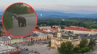 Niedźwiedź w Nowym Sączu. Zwołano sztab kryzysowy