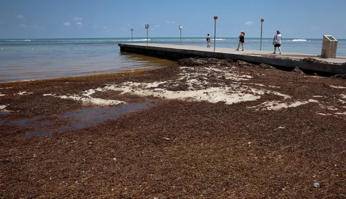 "Burza patogenów" na Florydzie. Plaże opanowała mięsożerna bakteria