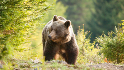 Co z niedźwiedziem z Nowego Sącza? Nowe informacje