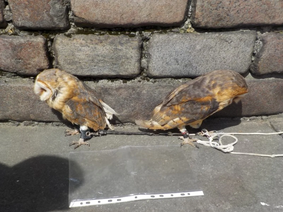 Strażnicy miejscy z warszawskiej Starówki odebrali dwie małe sowy - mężczyźnie - który zarabiał na zdjęciach z ptakami. Został on również zatrzymany. 