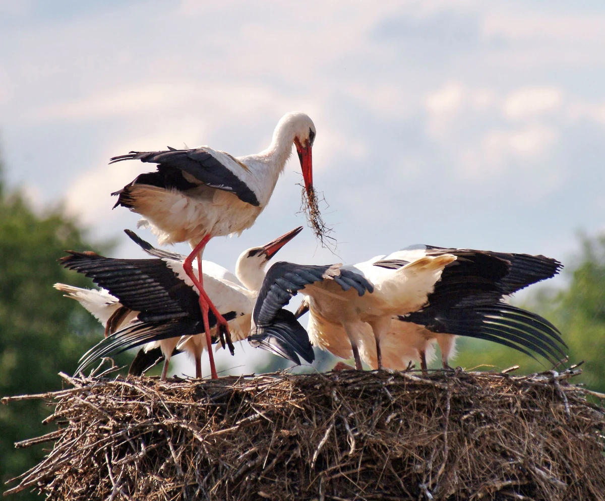 Dzisiaj obchodzimy Dzień Bociana Białego. Ptaki te są nieodłącznym symbolem polskiej wsi i jednym ze zwiastunów wiosny. Polska jest ich europejską ostoją. Szacuje się, że w naszym kraju gniazduje około 50 tysięcy par tych ptaków, najwięcej na Warmii i Mazurach. Mieszkańcy Żywkowa - bocianiej stolicy Polski nie wyobrażają sobie życia bez bocianów.