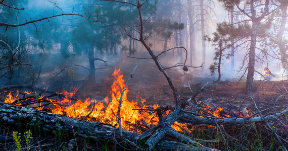 Rządowe Centrum Bezpieczeństwa poinformowało, że dziś i jutro w polskich lasach występuje duże zagrożenie pożarowe. Zaapelowano, by zachować ostrożność i nie używać otwartego ognia zarówno w lesie, jak i jego sąsiedztwie.