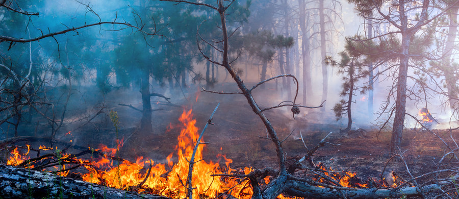 Rządowe Centrum Bezpieczeństwa poinformowało, że dziś i jutro w polskich lasach występuje duże zagrożenie pożarowe. Zaapelowano, by zachować ostrożność i nie używać otwartego ognia zarówno w lesie, jak i jego sąsiedztwie.