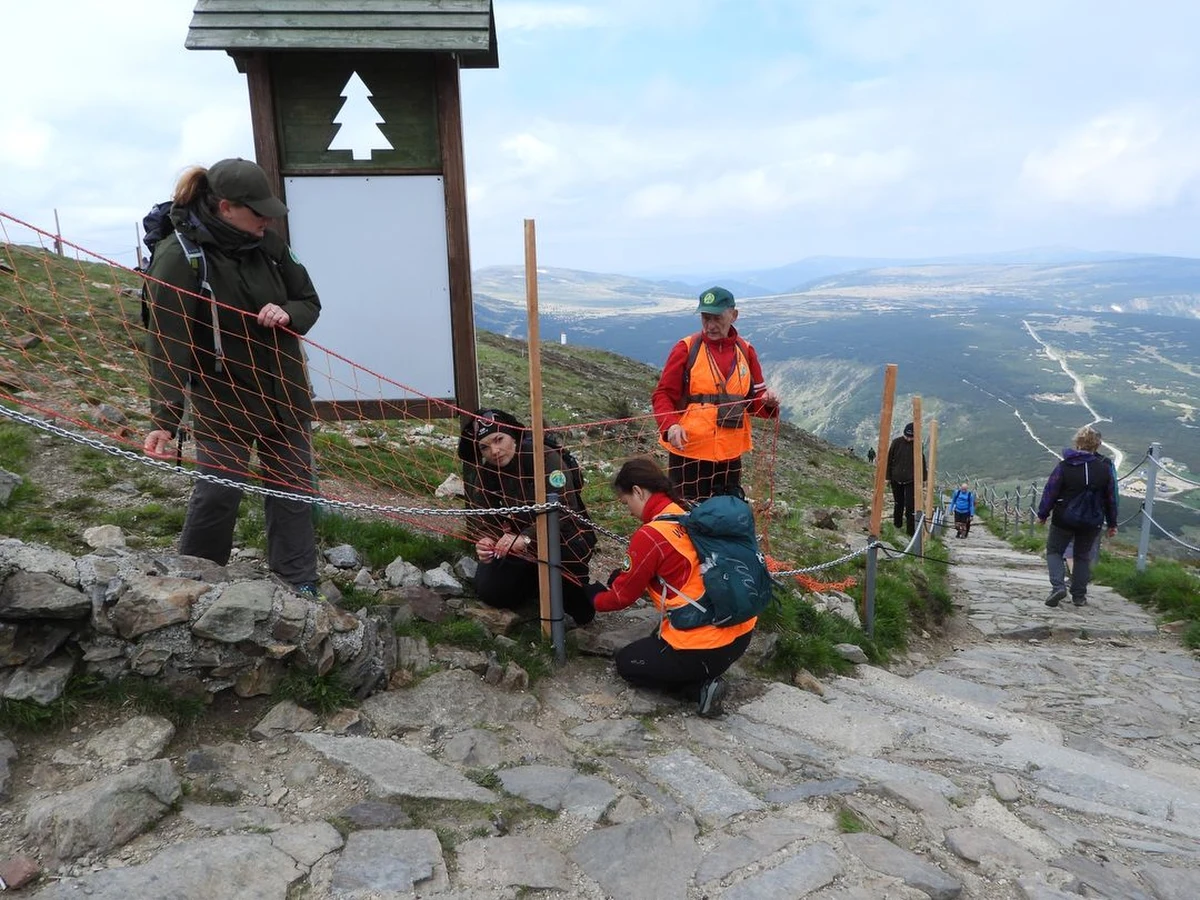 Dziś na Śnieżce w Karkonoszach rozwieszane są specjalne siatki. Mają chronić cenne przyrodniczo murawy przed wydeptywaniem. 