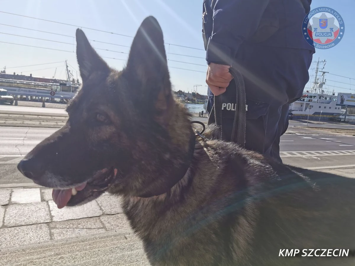 Pijany ojciec zajmował się 2-latkiem. Dziecko bezpiecznie wróciło do mamy dzięki szczecińskiemu przewodnikowi i jego czworonożnemu partnerowi