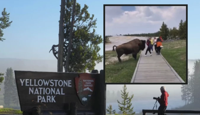Nieodpowiedzialna turystka chciała nakarmić bizona. Prawie ją zaatakował