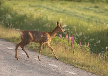 Sarna biegała po ekspresówce. Zwierzę uratowali strażacy