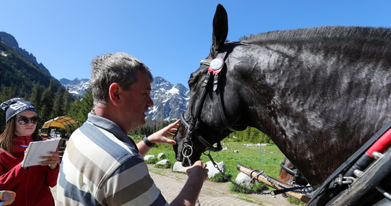 Ponad 312 koni wożących turystów na trasie do Morskiego Oka w Tatrach przechodzi w weekend szczegółowe badania. Mają one na celu sprawdzenie ich kondycji przed letnim sezonem turystycznym.