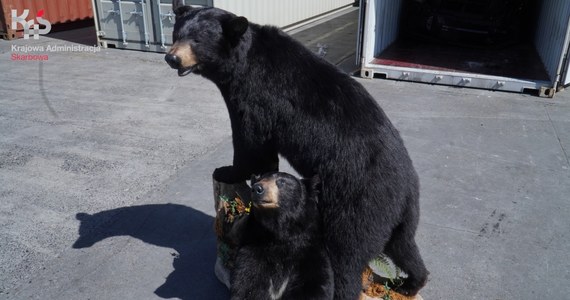 Celnicy z Bazy Kontenerowej w Gdyni zatrzymali przesyłkę, w której ukryte były dwa wypchane niedźwiedzie czarne. Przypłynęły do Polski z USA. Właściciel zadeklarował, że są to trofea myśliwskie.

