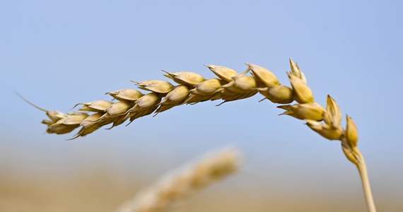 Jest decyzja formalna Komisji Europejskiej o przedłużeniu do 15 września zakazu importu z Ukrainy pszenicy, kukurydzy, rzepaku i słonecznika do Polski, Bułgarii, Rumunii, Słowacji i Węgier. Unijny zakaz zastępuje wprowadzone przez te 5 krajów jednostronne zakazy importu rolnego z Ukrainy. O politycznej decyzji w tej sprawie informowaliśmy już dziś rano.