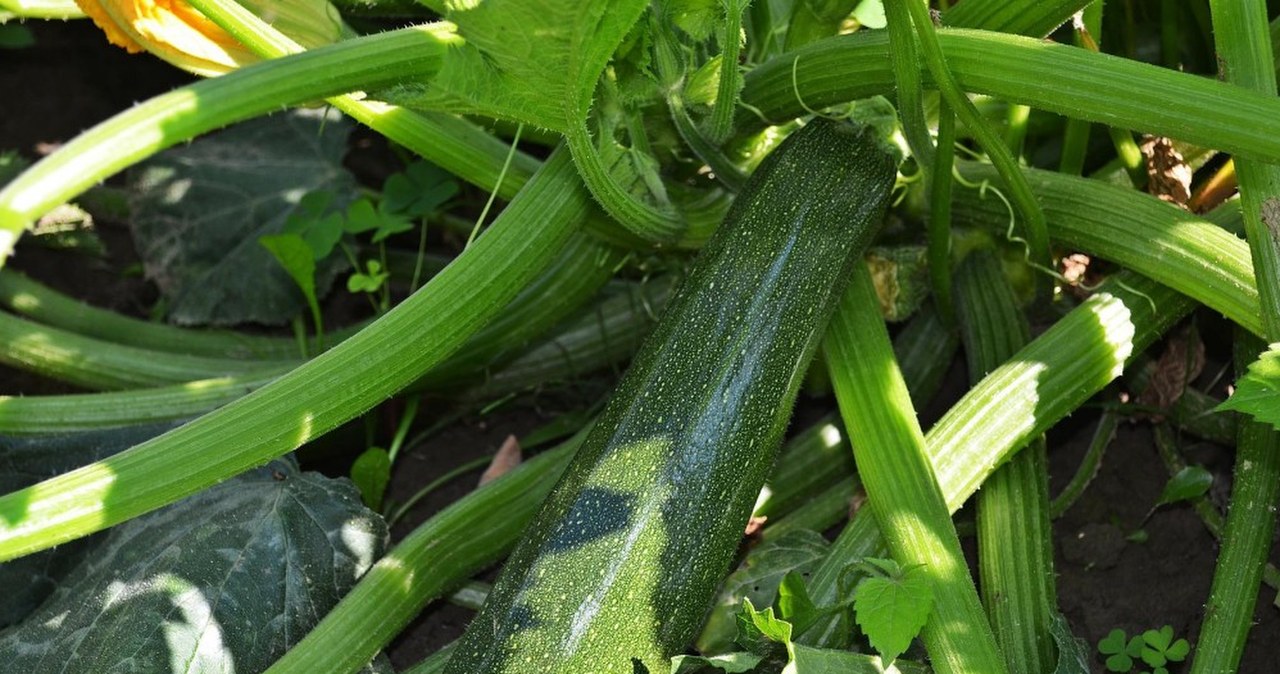 Najlepszy termin na sadzenie cukinii. Sąsiadki pozazdroszczą ci plonów