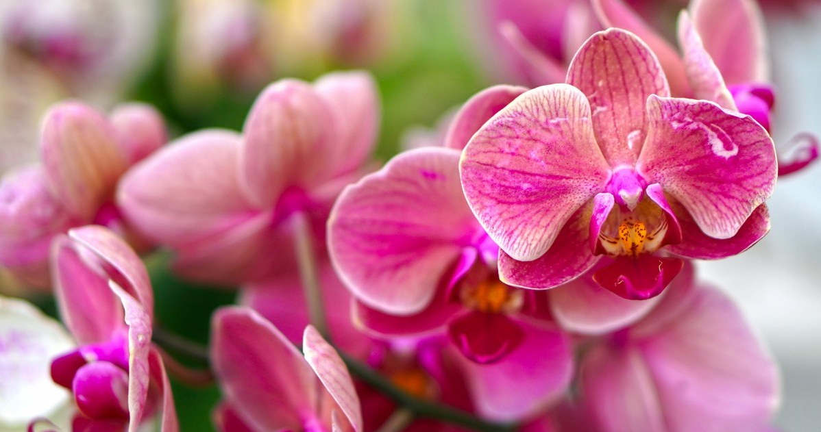 Storczyk nie chce kwitnąć? Zamiast podlewać "cud mieszankami", zrób tę prostą rzecz