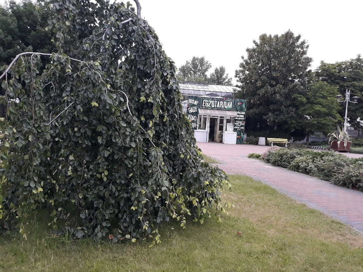 Ogród botaniczny powstał w Sosnowcu w dotychczasowym Parku Fusińskiego, poprzez przekształcenie utworzonego tam dwa lata wcześniej „parku bioróżnorodności” – podały władze miasta. Ogród stanie się przedłużeniem pobliskiego Egzotarium, którego urządzanie dobiega końca.