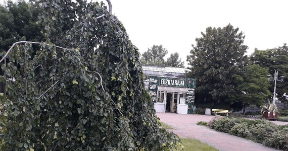 Ogród botaniczny powstał w Sosnowcu w dotychczasowym Parku Fusińskiego, poprzez przekształcenie utworzonego tam dwa lata wcześniej „parku bioróżnorodności” – podały władze miasta. Ogród stanie się przedłużeniem pobliskiego Egzotarium, którego urządzanie dobiega końca.