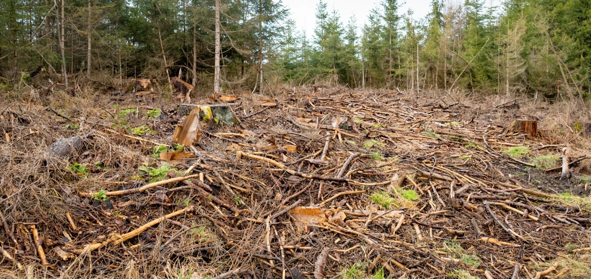 Około 600 razy płonęły w tym roku lasy w Polsce. Wszystko dlatego, że jest ekstremalnie sucho. Ścioła ma wilgotność kartki papieru, niewiele trzeba by stanęła w płomieniach.