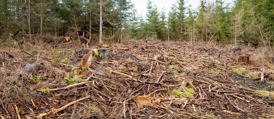 Około 600 razy płonęły w tym roku lasy w Polsce. Wszystko dlatego, że jest ekstremalnie sucho. Ścioła ma wilgotność kartki papieru, niewiele trzeba by stanęła w płomieniach.