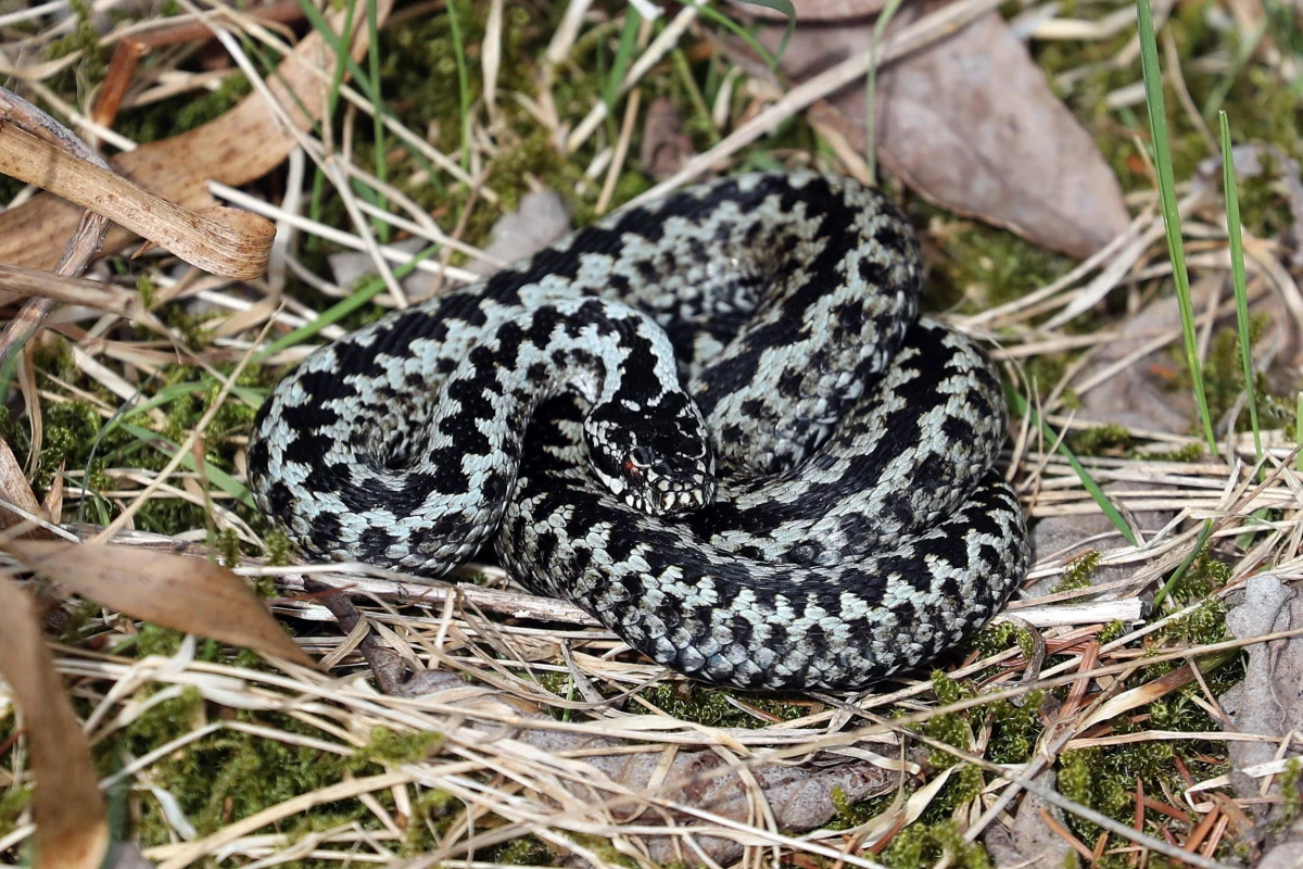 Żmija ukąsiła jedną z ratowniczek GOPR, która w niedzielę uczestniczyła w szkoleniu topograficznym w rejonie Magurki Wilkowickiej w Beskidach - podali we wtorek goprowcy. Kobieta trafiła do szpitala.